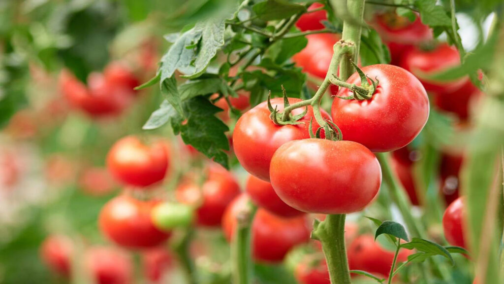 آفات مهم گوجه فرنگی و روش های مبارزه با آنها