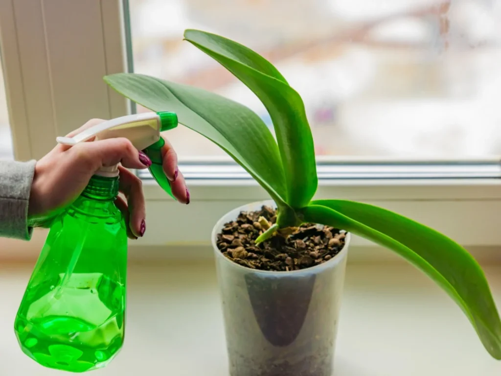 قارچ کش برای گیاهان آپارتمانی