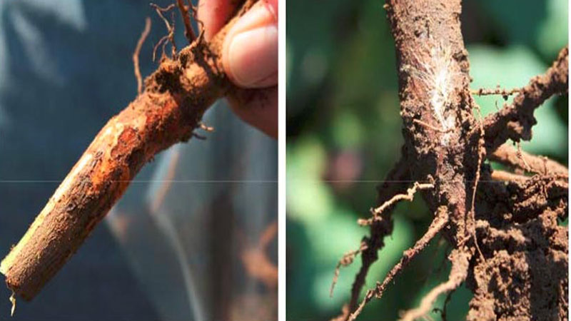 بردوفیکس بهترین قارچ کش برای پوسیدگی ریشه